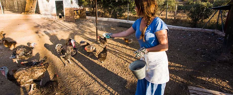 Quanto custa um seguro rural? Na imagem, produtora rural alimentando galinhas em alusão ao seguro produtor rural, cujo valor depende, principalmente, da modalidade e coberturas contratadas