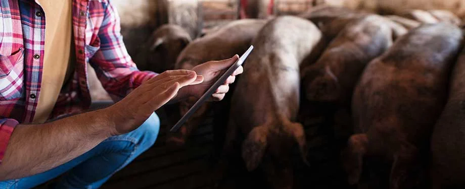 Como funciona o seguro agropecuário? Na imagem, trabalhador com animais representa importância da proteção contra riscos que possam atrapalhar a produção no setor