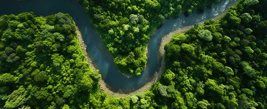 Como funciona o seguro garantia ambiental? Na imagem, vemos vegeta&ccedil;&atilde;o que representa a import&acirc;ncia de cumprir o Termo de Ajustamento de Conduta Ambiental (TAC) 