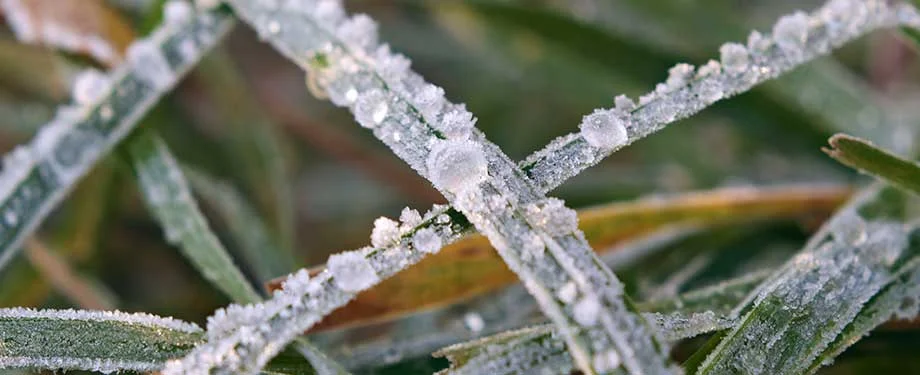 Como funciona o seguro granizo? Na imagem, vemos vegetação coberta por granizo representando o seguro granizo, que protege a lavoura contra perdas financeiras causadas por este tipo de evento natural