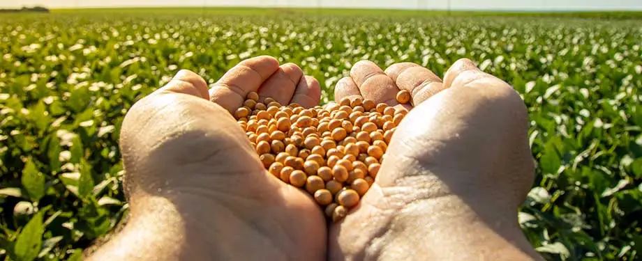 O que cobre o seguro agr&iacute;cola? Na imagem, pessoa segurando soja faz alus&atilde;o ao seguro soja, que protege o produtor em casos de preju&iacute;zos causados principalmente por eventos clim&aacute;ticos 
