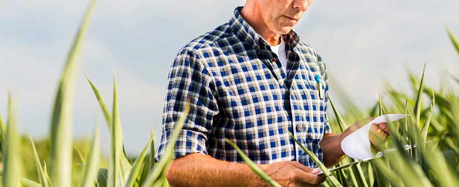 Qual é o valor do seguro safra? Na imagem, agricultor lê condições do seguro safra para proteger sua lavoura
