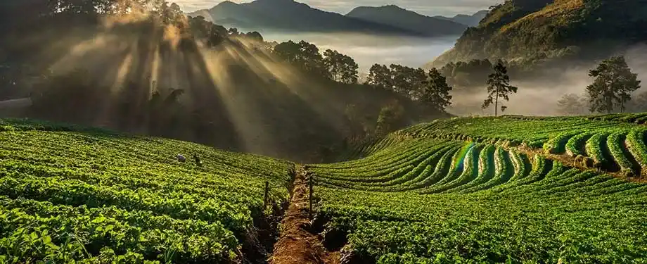 Plantação de café em tons de verde vivo cercada por montanhas e raios solares, ilustrando a ideia do seguro cafezal